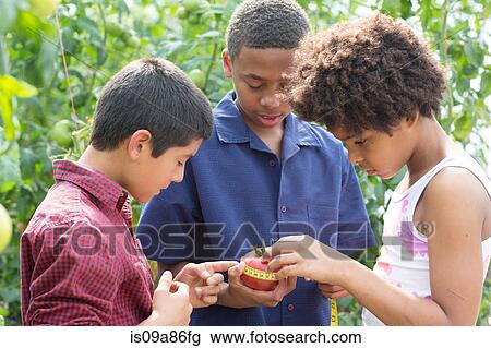 Three children measuring tomato View Large Photo Image Stock Image - Three children measuring tomato. Fotosearch