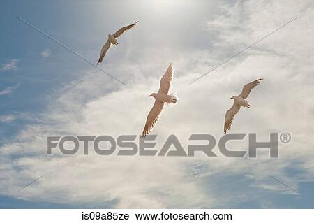Three seagulls flying overhead in blue sky View Large Photo Image Stock Image - Three seagulls flying overhead in blue sky. Fotosearch