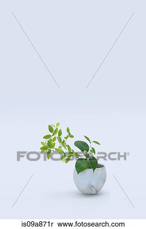 Varied stems with green leafs in vase View Large Photo Image Stock Photography - Varied stems with green leafs in vase. Fotosearch
