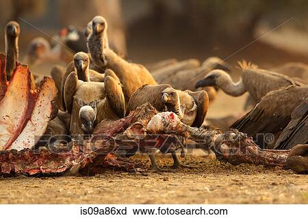 White-backed vultures, Gyps africanus, feeding on buffalo carcass View Large Photo Image Stock Image - White-backed vultures, Gyps africanus, feeding on buffalo carcass. Fotosearch