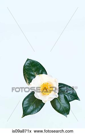 White rose and rose leafs View Large Photo Image Stock Photo - White rose and rose leafs. Fotosearch