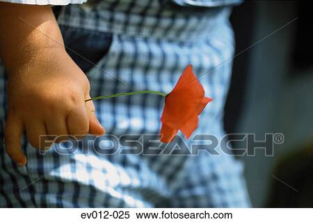 Child holding poppy View Large Photo Image Stock Photography - Child holding poppy. Fotosearch