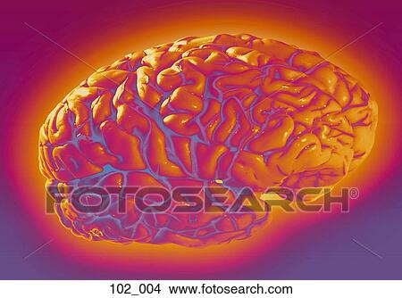 Brain View Large Photo Image Picture - Brain. Fotosearch