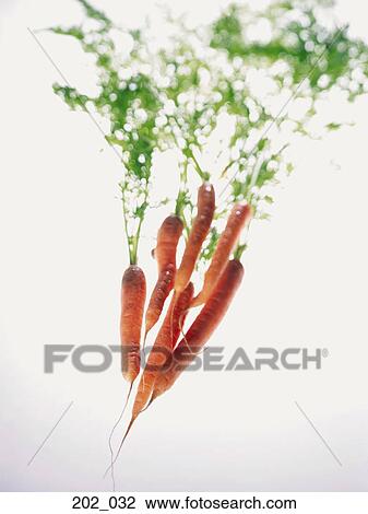 Carrots View Large Photo Image Stock Image - Carrots. Fotosearch