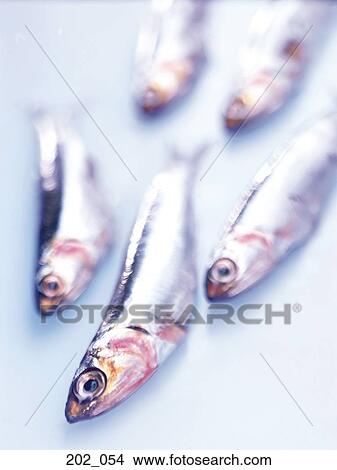 Fish View Large Photo Image Picture - Fish. Fotosearch