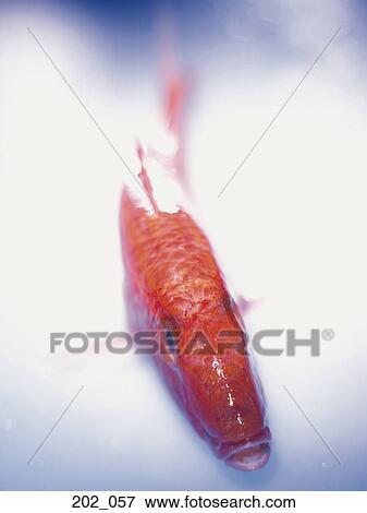 Fish View Large Photo Image Stock Photo - Fish. Fotosearch