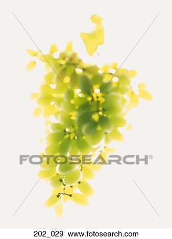 Green grapes View Large Photo Image Stock Photo - Green grapes. Fotosearch