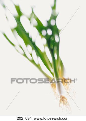 Leek View Large Photo Image Picture - Leek. Fotosearch