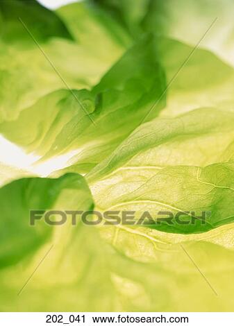 Stock Image - Lettuce leaves. Fotosearch