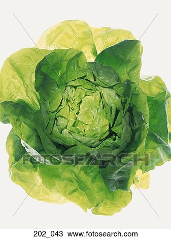 Lettuce View Large Photo Image Stock Image - Lettuce. Fotosearch