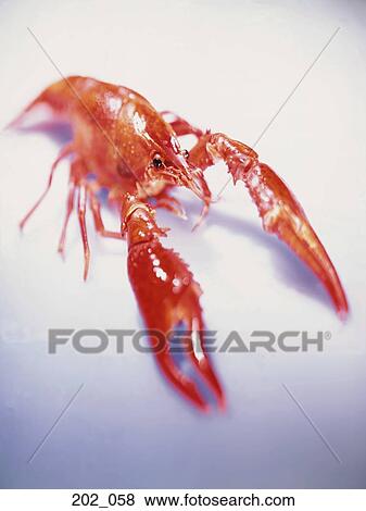 Lobster View Large Photo Image Stock Photo - Lobster. Fotosearch