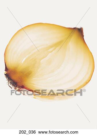 Onion View Large Photo Image Stock Photograph - Onion. Fotosearch