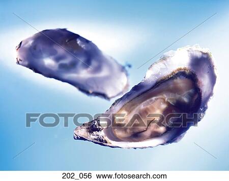 Oysters View Large Photo Image Stock Photograph - Oysters. Fotosearch