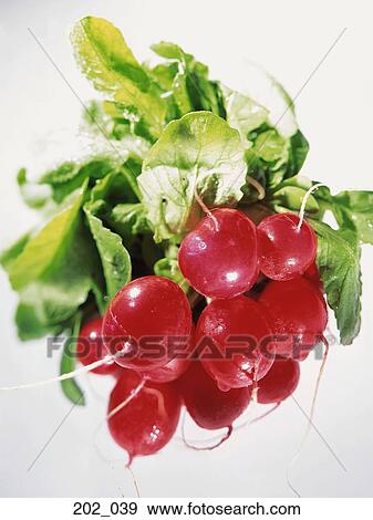 Radish View Large Photo Image Stock Photo - Radish. Fotosearch