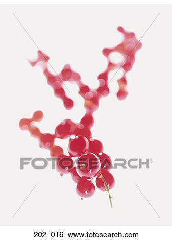 Redcurrant View Large Photo Image Stock Photograph - Redcurrant. Fotosearch