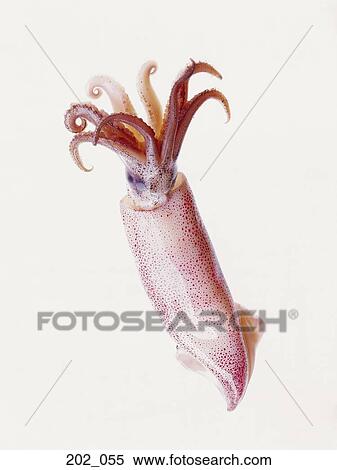 Stock Photography - Squid. Fotosearch
