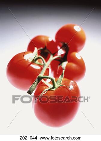 Picture - Tomato. Fotosearch