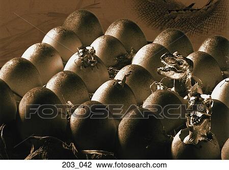 Stock Image - Dinosaur eggs. Fotosearch