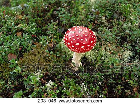Fly agaric View Large Photo Image Stock Photograph - Fly agaric. Fotosearch