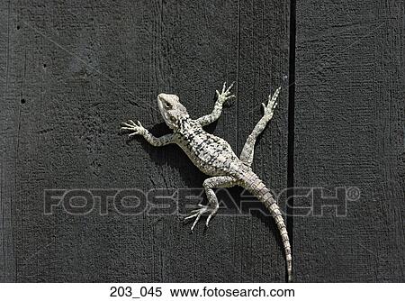 Stock Photography - Lizard. Fotosearch