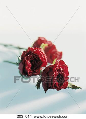 Picture - Red roses. Fotosearch