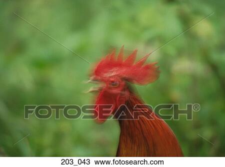 Rooster View Large Photo Image Stock Image - Rooster. Fotosearch