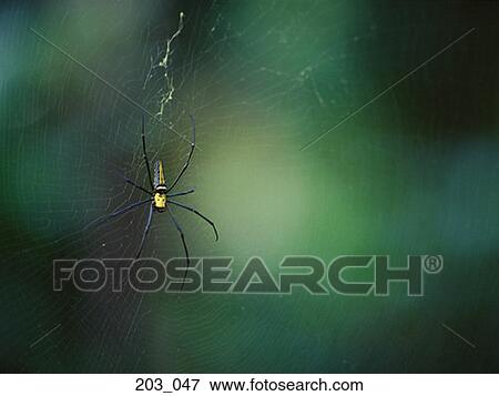 Stock Photo - Spider. Fotosearch