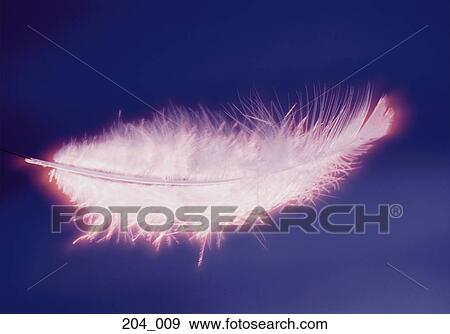 Feather View Large Photo Image Stock Photo - Feather. Fotosearch