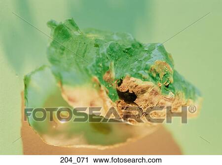 Oyster and pearl View Large Photo Image Stock Image - Oyster and pearl. Fotosearch