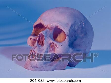 Stock Image - Skull. Fotosearch
