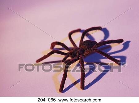 Stock Photograph - Spider. Fotosearch