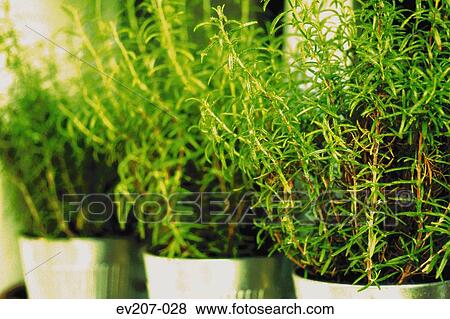 Stock Photo - Pots of herbs. Fotosearch