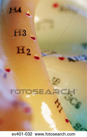 Acupuncture points View Large Photo Image Stock Image - Acupuncture points. Fotosearch