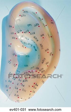 Auricular therapy View Large Photo Image Stock Image - Auricular therapy. Fotosearch