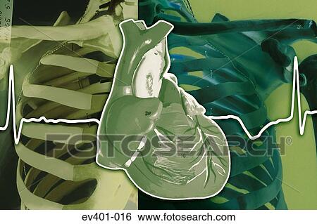 Heartbeat View Large Photo Image Stock Photograph - Heartbeat. Fotosearch