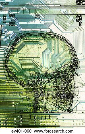 Human brain View Large Photo Image Stock Image - Human brain. Fotosearch