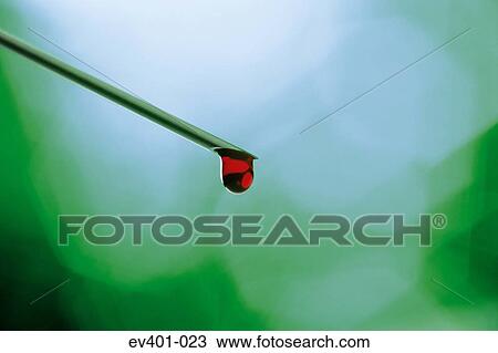 Needle View Large Photo Image Stock Image - Needle. Fotosearch