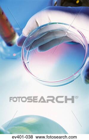 Petri dish View Large Photo Image Stock Photo - Petri dish. Fotosearch