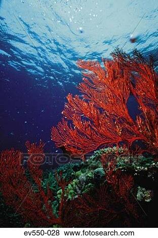 Stock Photo - Corals. Fotosearch