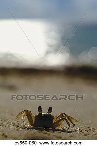 Stock Image - Crab. Fotosearch