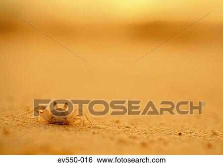 Stock Photograph - Crab. Fotosearch