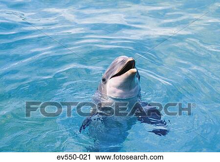 Dolphin View Large Photo Image Stock Image - Dolphin. Fotosearch