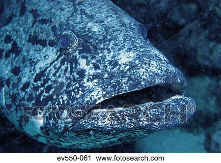 Stock Image - Fish. Fotosearch