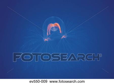 Jellyfish View Large Photo Image Stock Photo - Jellyfish. Fotosearch