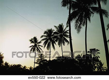 Palm trees View Large Photo Image Stock Image - Palm trees. Fotosearch