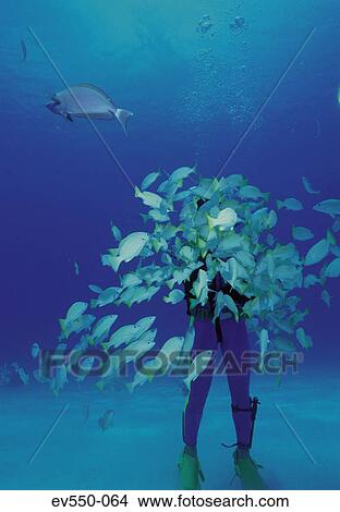 Picture - School of fish. Fotosearch