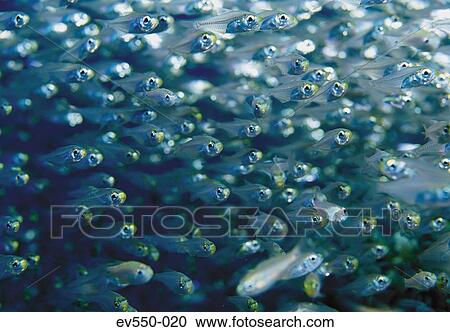 Stock Image - School of fish. Fotosearch