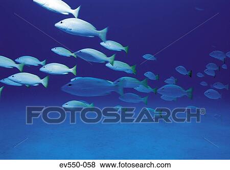 Stock Photo - School of fish. Fotosearch