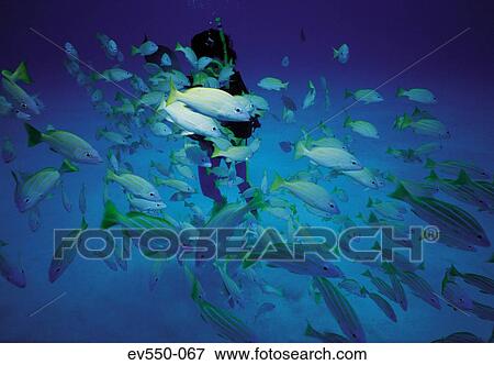 School of fish View Large Photo Image Stock Photo - School of fish. Fotosearch