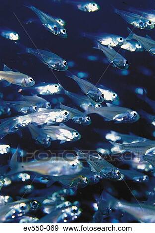 Stock Photo - School of fish. Fotosearch